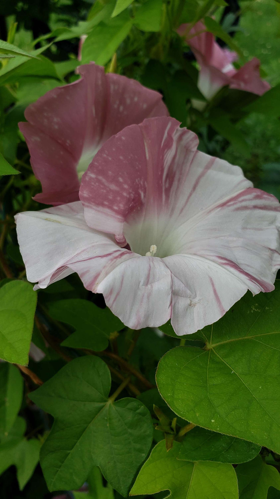Thumbnail: Peach Blizzard Japanese Morning Glory