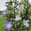 Thumbnail: Kikyo Blue Speckled Japanese Morning Glory