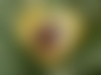 Best Price! Memorial FOREVER IN OUR HEARTS Dog Photo Keepsake Ceramic Ornament