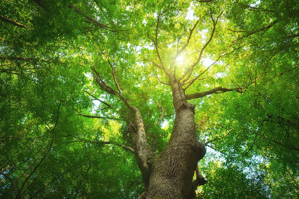 Tree Background 01.jpg