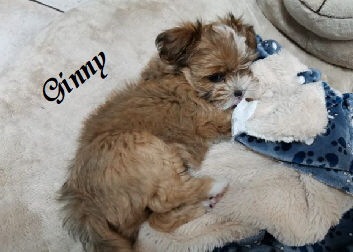 a_WhatsApp_Image_2020-03-14_at_20.38