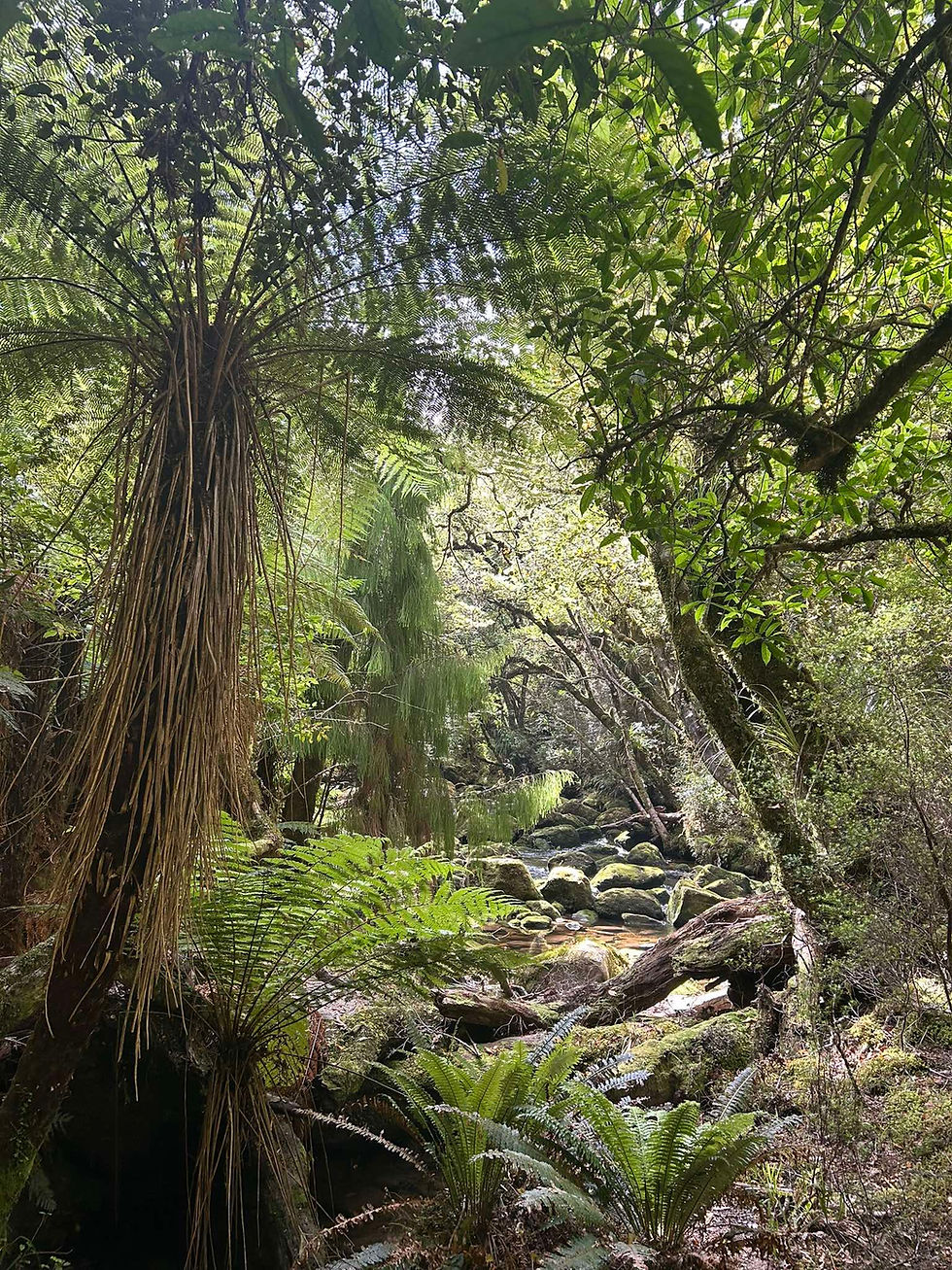 Lake Waikaremoana Forest