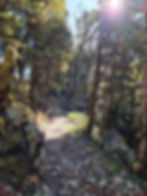 Hiking on the Paparoa Track