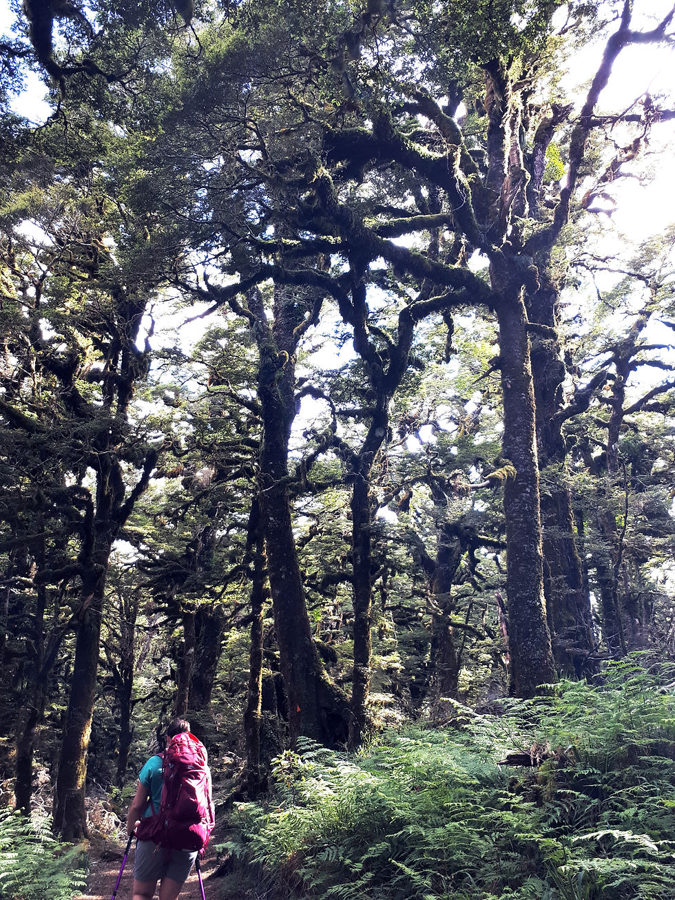 Panekire Ridgeline
