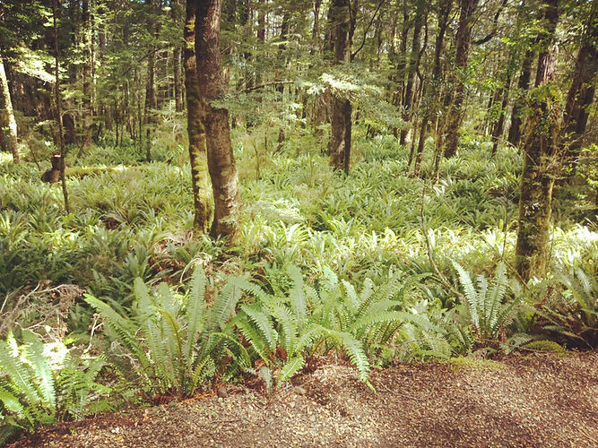 Fern Forrest 1.jpg