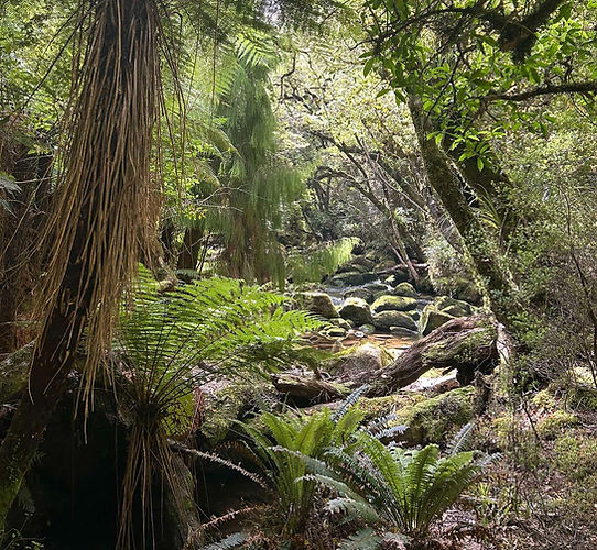 Forest shot_edited.jpg