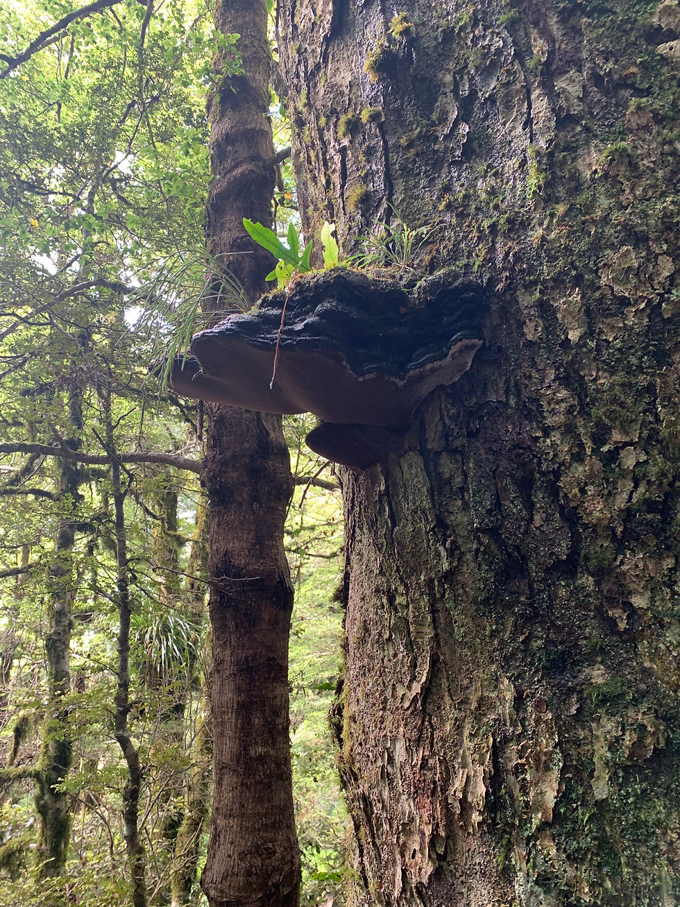 Fungus