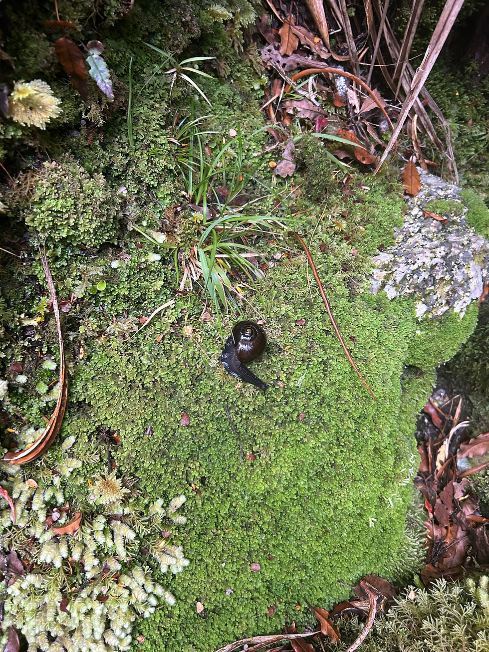 Powelliphanta Snail