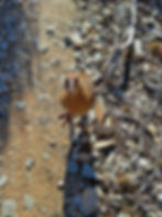 Weka Bird