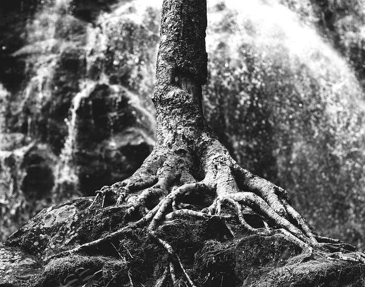 tree roots on rock formation_edited.jpg