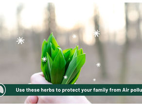 Protect Your Family From Air Pollution With These Herbs 