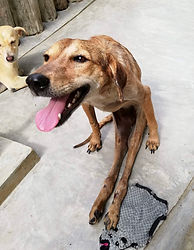 unused dog medication