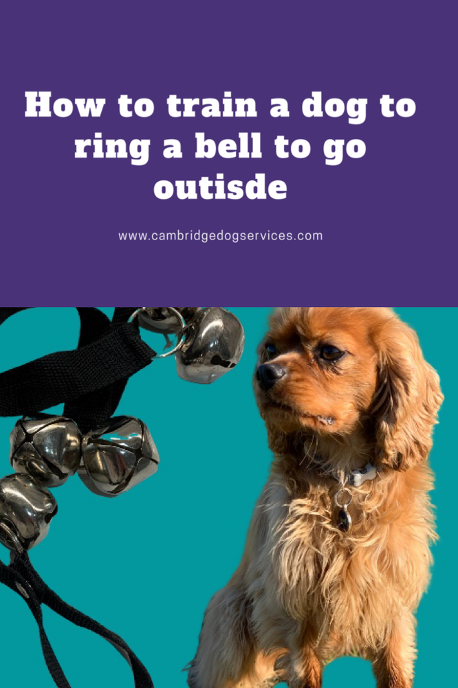 train dog to ring bell to go outside