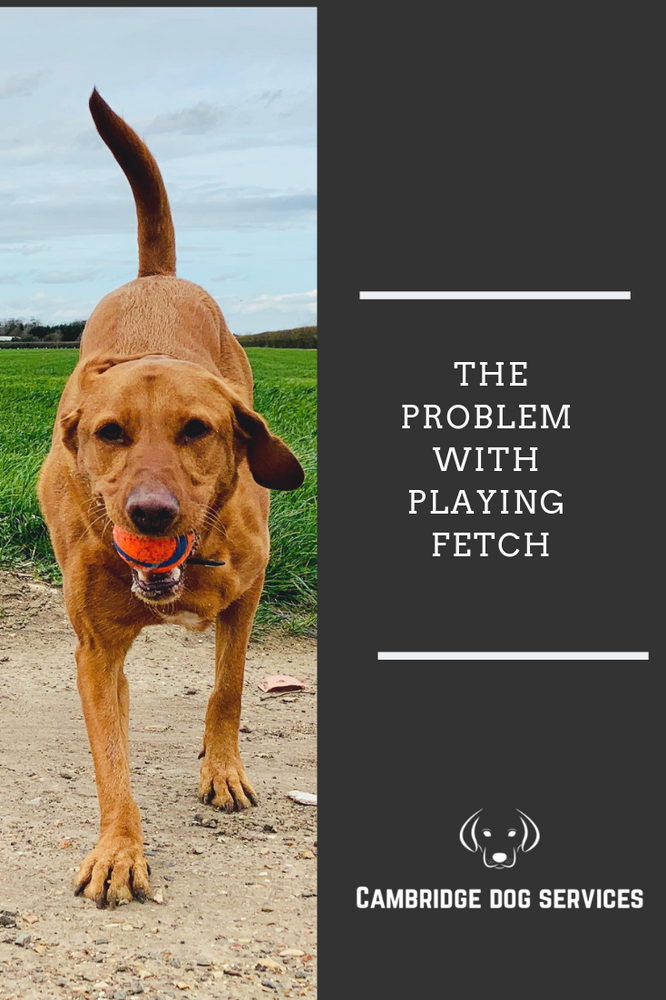 fetch dog services