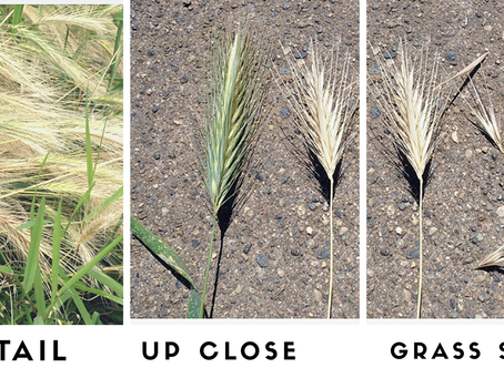 The dreaded grass seed