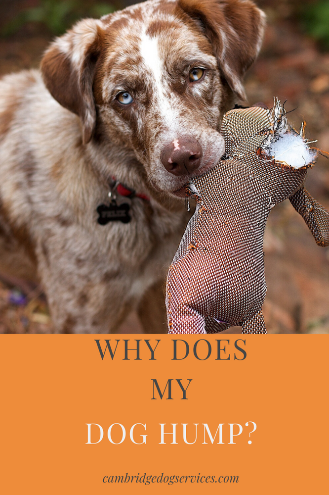 Why does my dog hump?