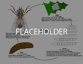 horsefly-lifecycle-01.png