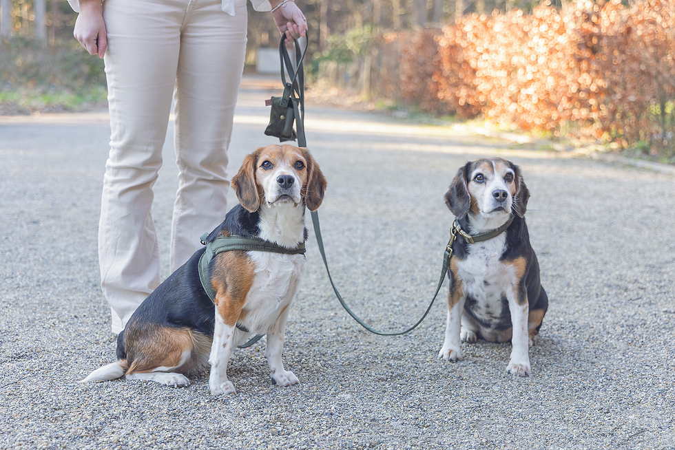 Miniaturbild: Samtleine