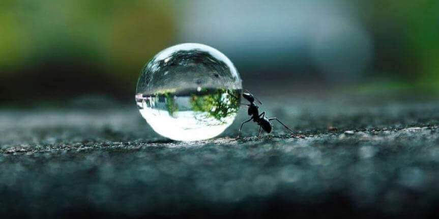 Formica che spinge una goccia