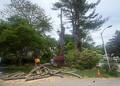 Professional tree trimming services in Long Island NY