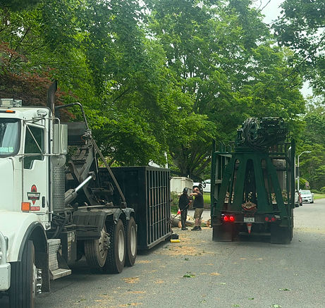 Tree removal specialists working on a residential property
