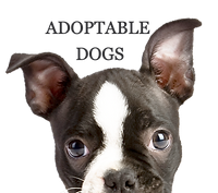 Close-up of Dog_edited.png