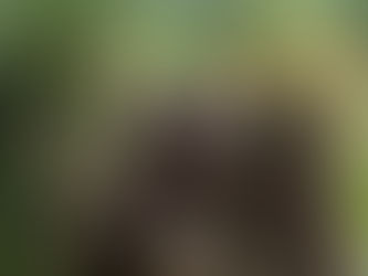 Mengungkap Kisah Sugar Glider: Dari Budaya Pribumi hingga Perdagangan Global