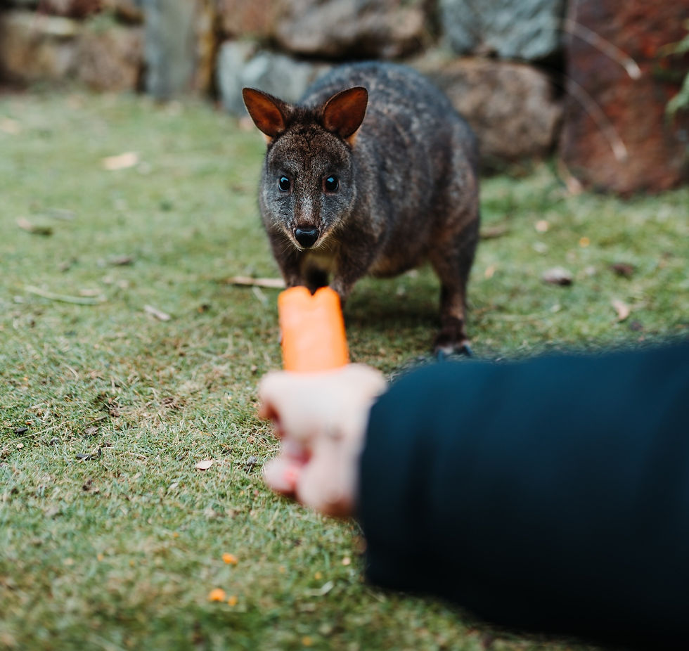 Pemulihan Pademelon: Memperkuat Perjuangan Pelestarian Spesies Marsupialia di Dunia Modern
