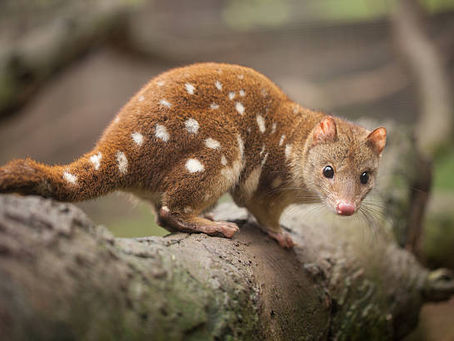 Jejak Sejarah Quoll: Perjalanan Adaptasi dan Pelestarian di Benua Kanguru