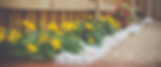 yellow petaled flower beside wooden fence_edited.jpg