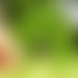 A szomszéd háza mindig „zöldebb”…
