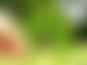 A szomszéd háza mindig „zöldebb”…