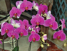 Orchideák