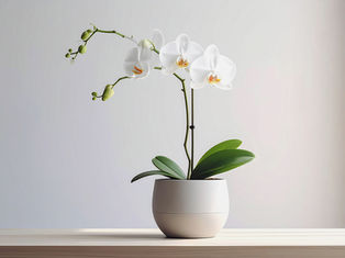 Orchidea táplálása