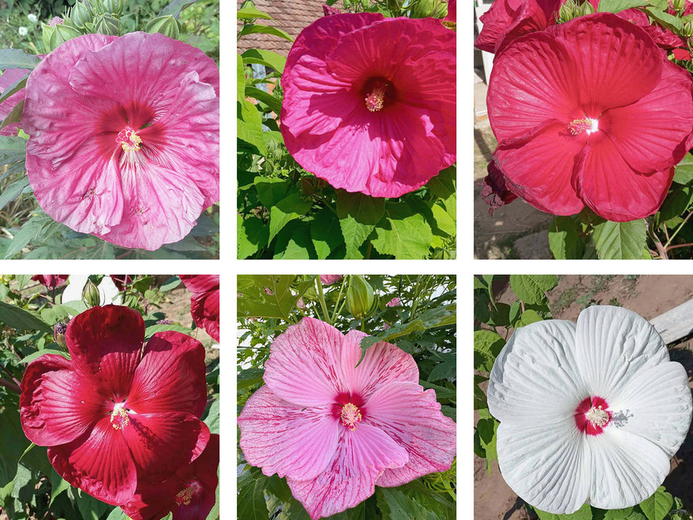 Mocsári hibiszkusz: kertünk ékszere
