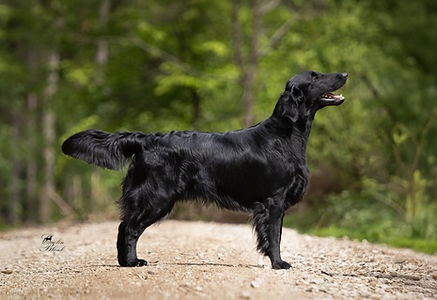 Linhir Lucan of Firien Wood.jpg