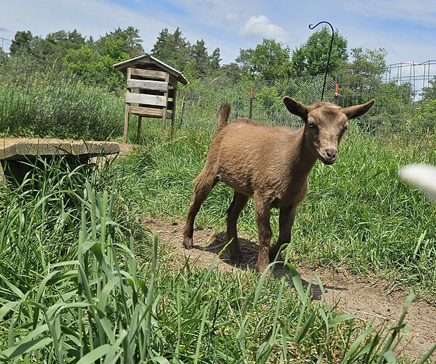 Pictured: ABA Drink Your Ovaltine, who is the smallest of my 2026 babies yet still significantly larger at 12 weeks old than a lot of these backyard goats being advertised on local goat groups. For her in particular, I dont worry whatsoever about her growth. She is not yet filling in gut-wise, but continually growing longer and longer into both hot dog form and in the legs. I can see growth, even if its not in the tummy, but every single week at weight time she has considerable gains. Her coat is smooth and shiny. Ovaltine is on a strict coccidia prevention program every 21 days, that I continue through weaning, and situationally via fecal results until 1.5 years old. Her & everyone in her pen (well, every goat I own actually) get Ultraboss'd every 30 days. I run fecals on everyone quarterly and situationally if I suspect anything, none get dewormed on a schedule or routine, and only receive medications (both dewormer & antibiotics) ONLY if it is fever or fecal confirmed to be necessary. She eats her grain, she downs her minerals, her milk is quality and her bottles washed after every single use.