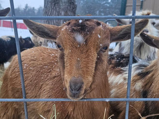 Gifts for the Goat Person in Your Life