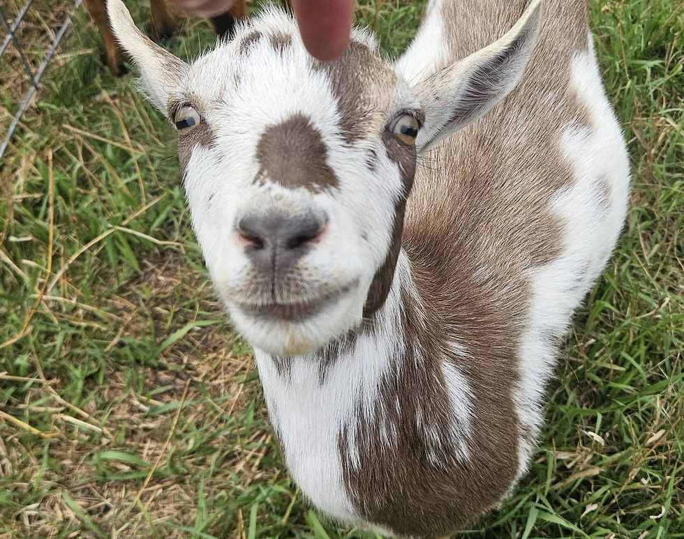 Tfw you learn that responsible breeding also means responsible buying!