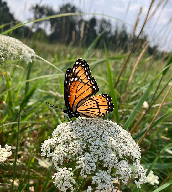 A Monarch Butterfly Perched on a St Anne's Lace Flower