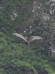 Gypa 230619 Envol Malaval-3 copie.jpg