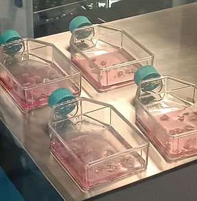 16_08 Proceso CORD00224 10 (1).jpg