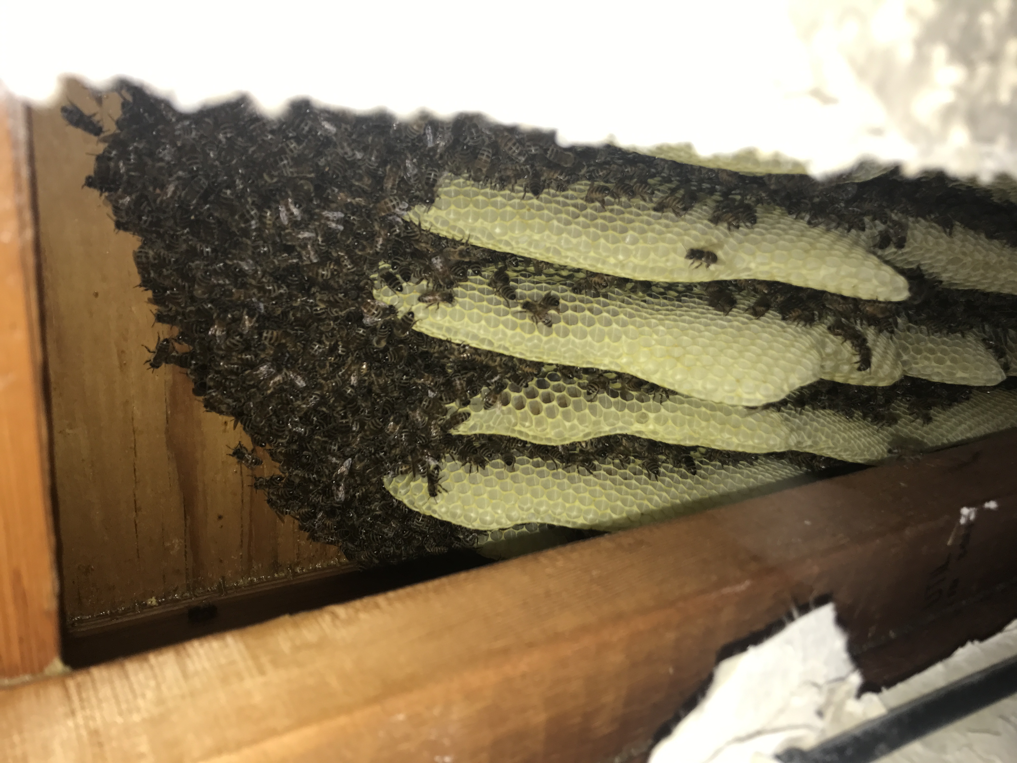 Davis Removal Bee Closeup