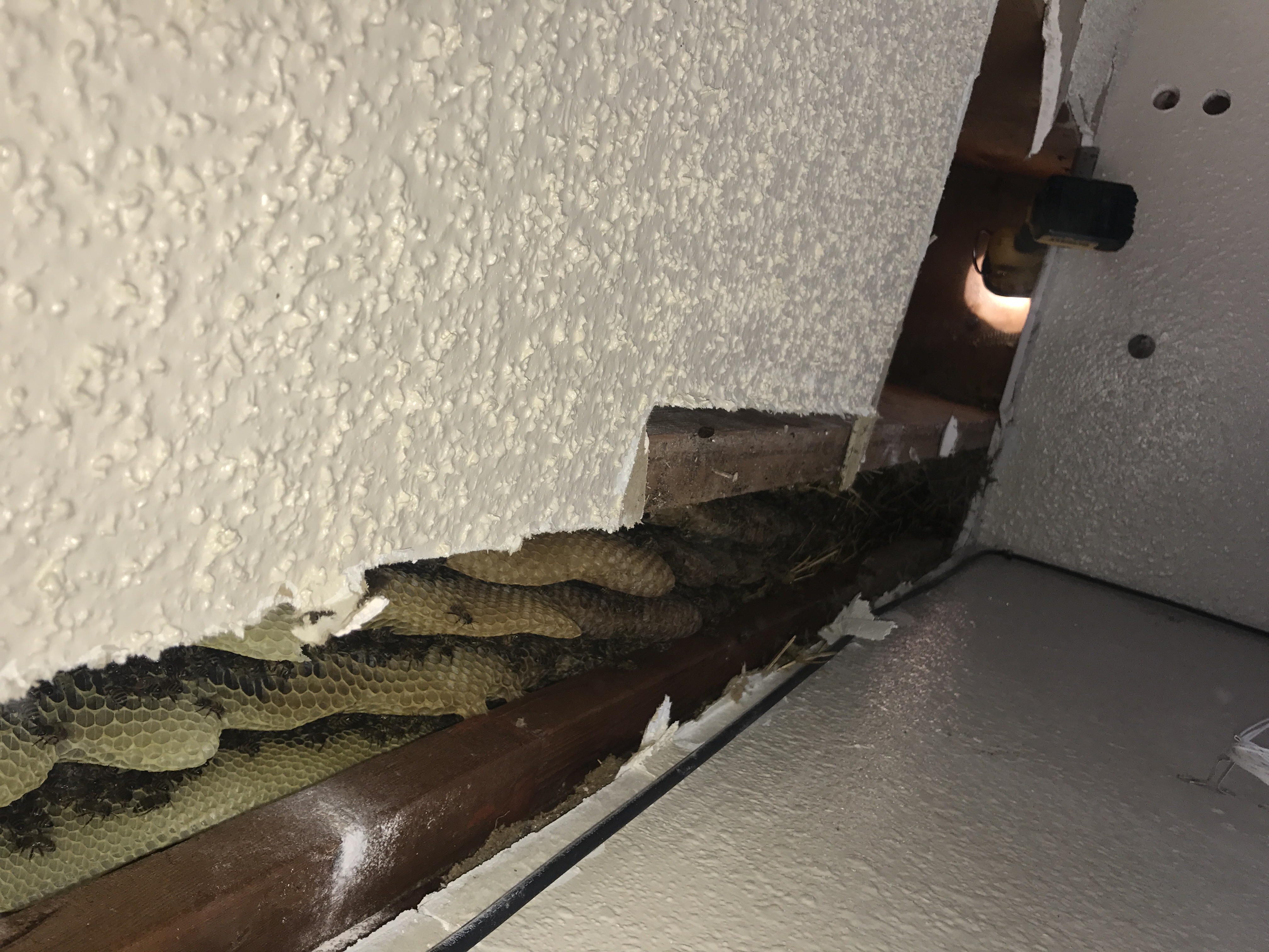 Davis OK Bee Hive removal 3