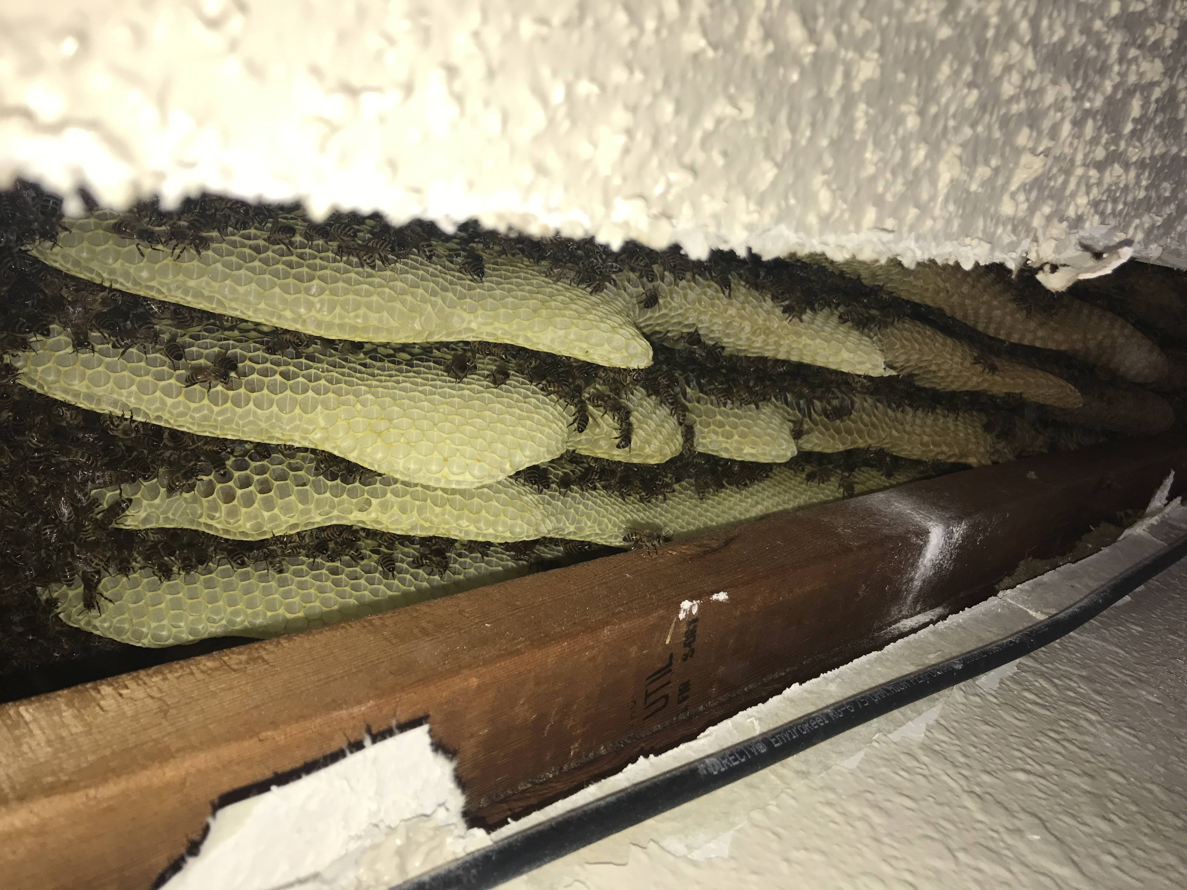 Davis OK Honey Bee Removal