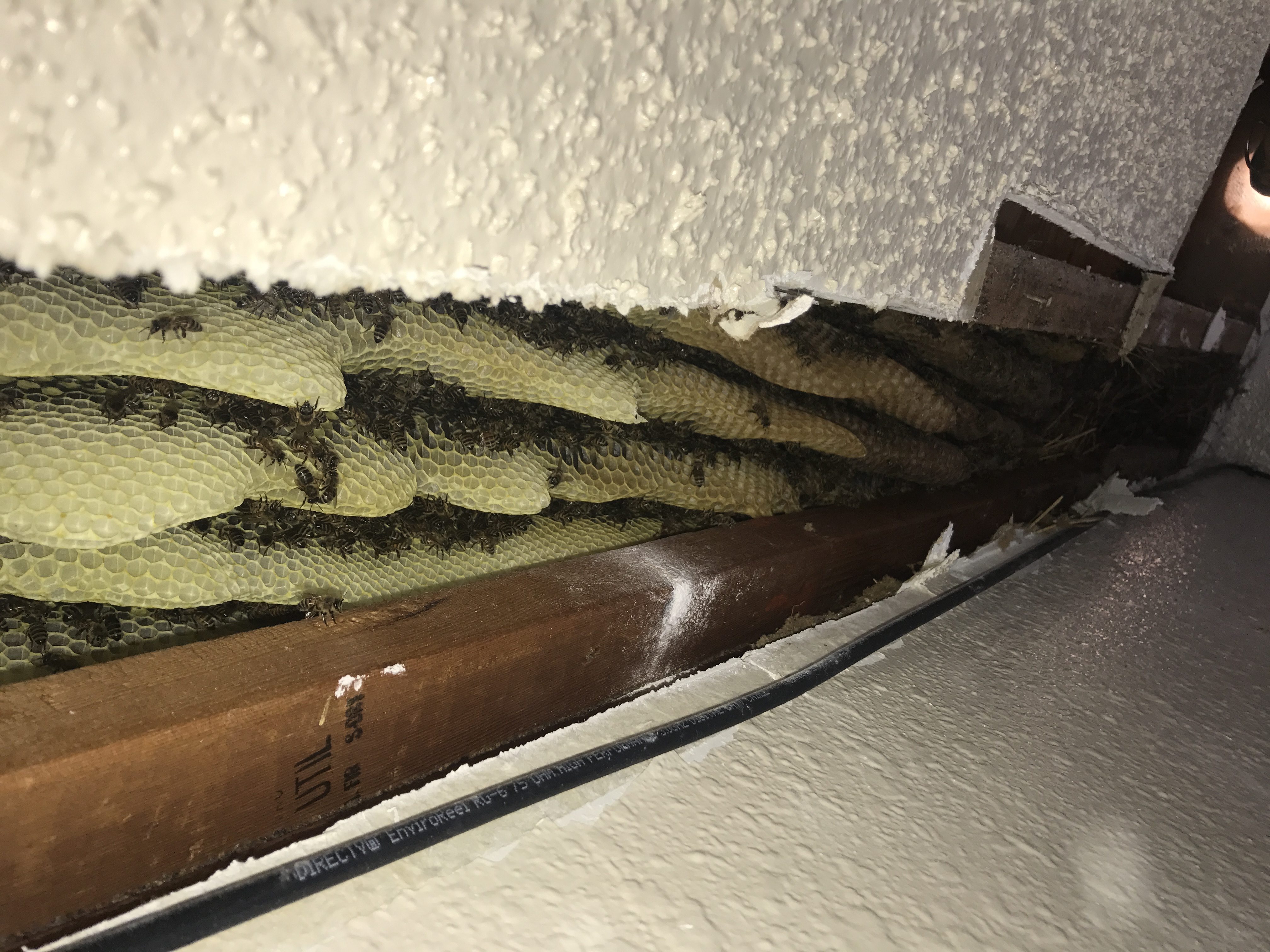 Honey Bee Live Removal Davis, OK