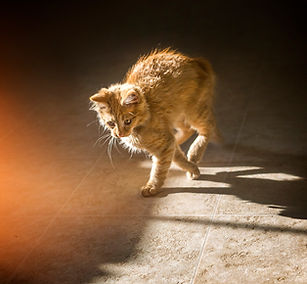 Walking kitten. Fire Art Studios Photography Florida