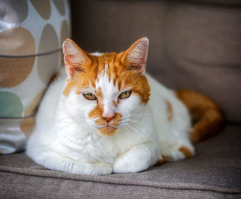 Ginger and white cat sitting. Fire Art Studios Photography. East Coast, Florida.