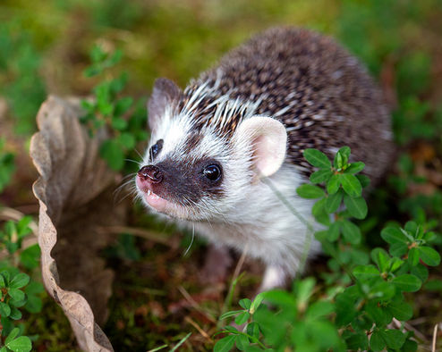 Summer portrait of a young hedgehog with different ears. Fire Art Studios Photography. East Coast, Florida.