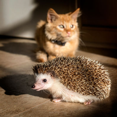 A Kitten and a smiling hedgehog. Fire Art Studios Photography. Melbourne, Florida.